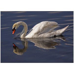 2015 3rd Derrick Stow - Swan